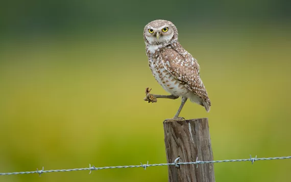 A burrowing owl holds a mole cricket that it caught in one foot, and stares at the camera