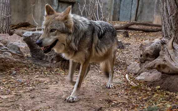 Beautiful Mexican wolf with a cheerful expression walking through trees, over dry leaves and dusty soil.