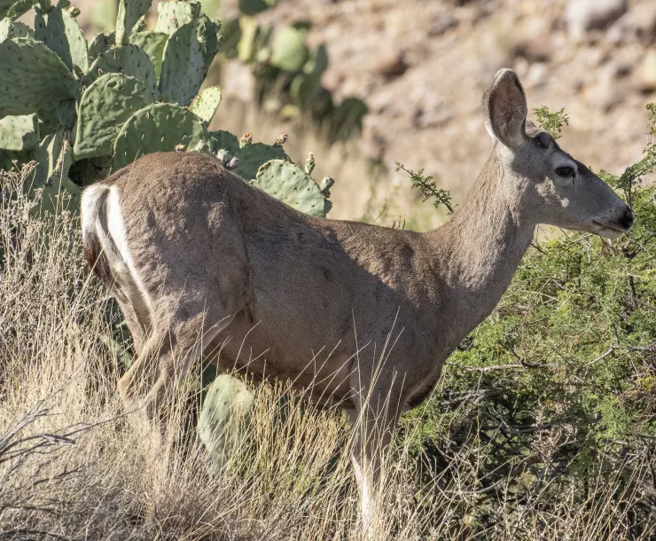 A mule deer stands in a field of tall brown grass, with cactus and bushes behind it.