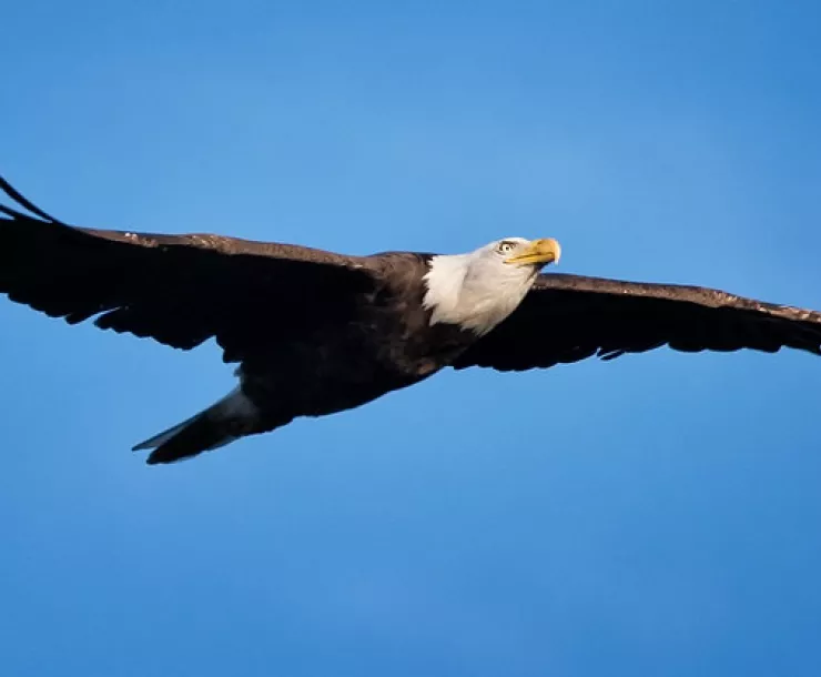 Bald Eagle soaring in a blue sky