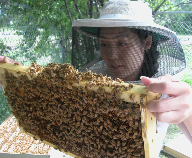 Beekeeper with protective hat holding bee swarm