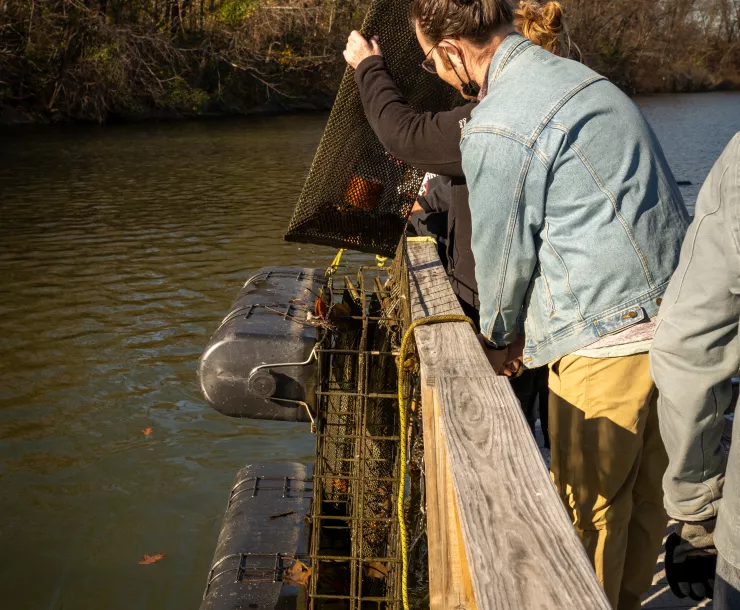 Volunteers returning mussells to the waterway