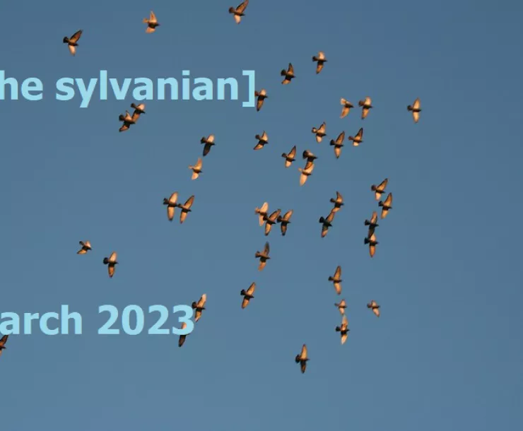 Flock of birds in a blue sky