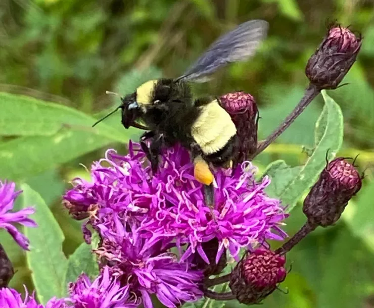 Pollinators