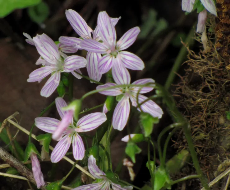 Spring Beauties