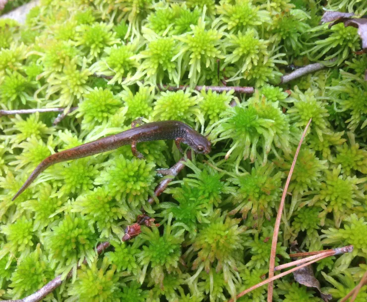 A four-toed salamander (Hemidactylium scutatum), which is a rare and imperiled species in Western North Carolina. (Photo/Will Harlan, Center for Biodiversity) 