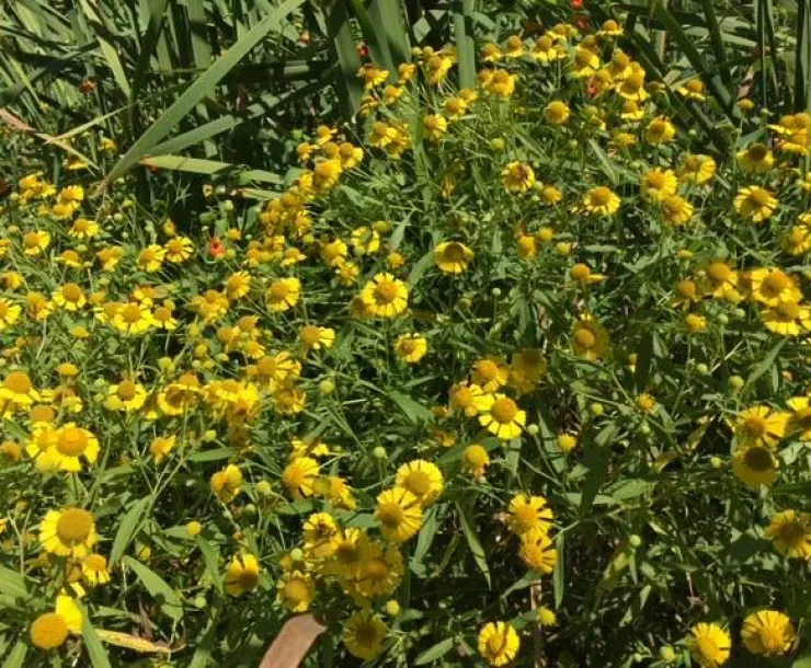 Native wildflowers