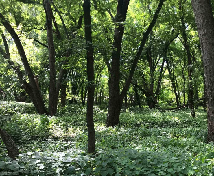 A forest of young trees in dappled shade with lush green undergrowth