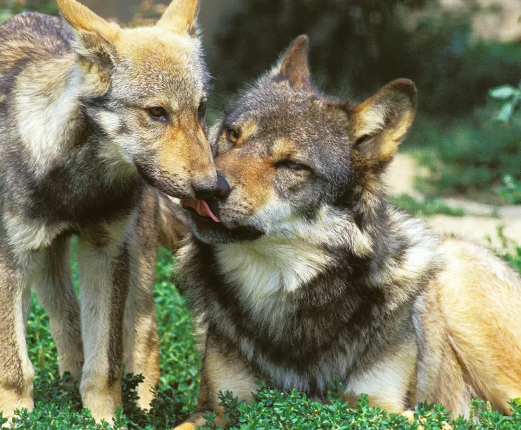 Grey wolf laying down licking pup on a sunny day with green in the background