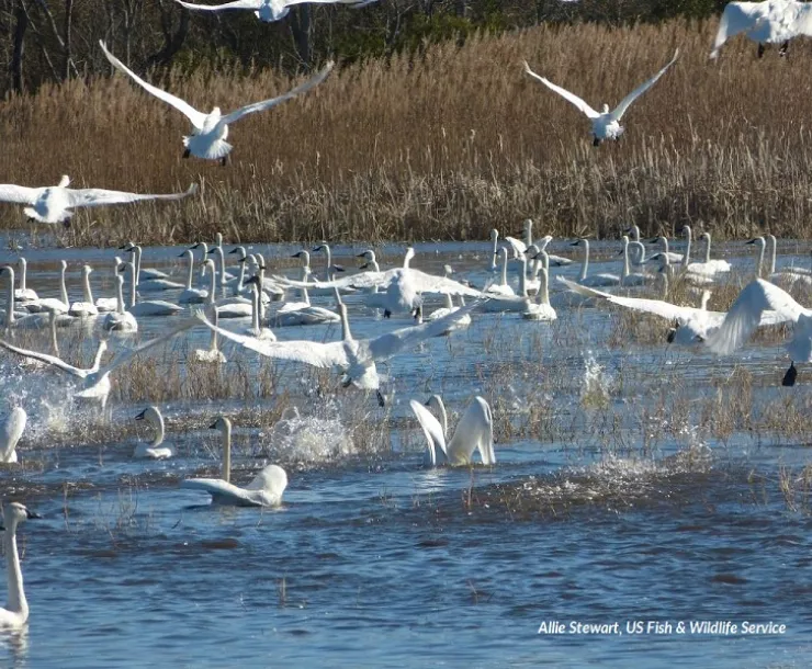 Tundra swans fly and float on the water at Lake Mattamuskeet, in this image by US Fish & Wildlife Service