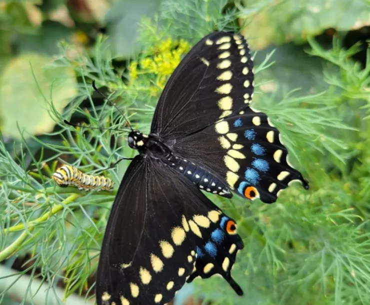 eastern black swallowtail butterfly