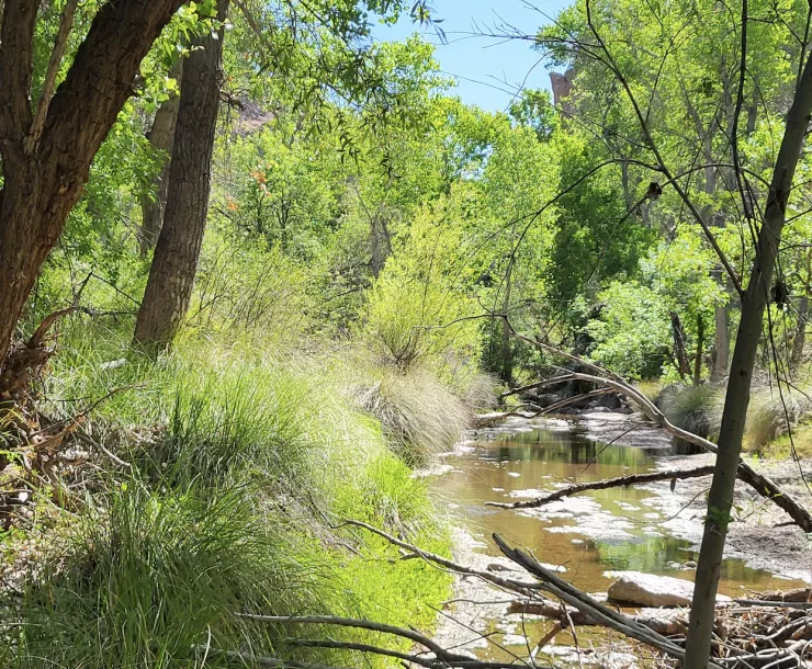 A bright green riparian area with a faint but flowing creek cutting through the trees