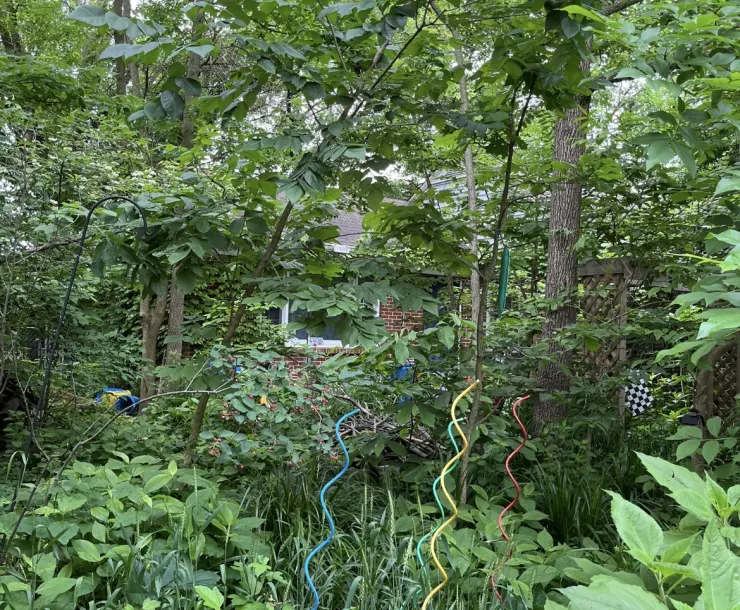 A thicket of trees with green leaves