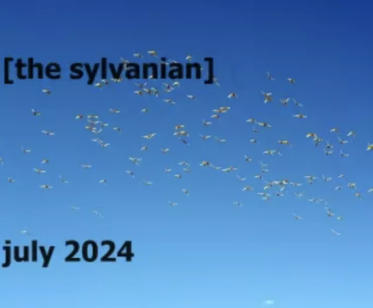 A flock of birds against a deep blue. Black text reads [the sylvanian]  july 2024.