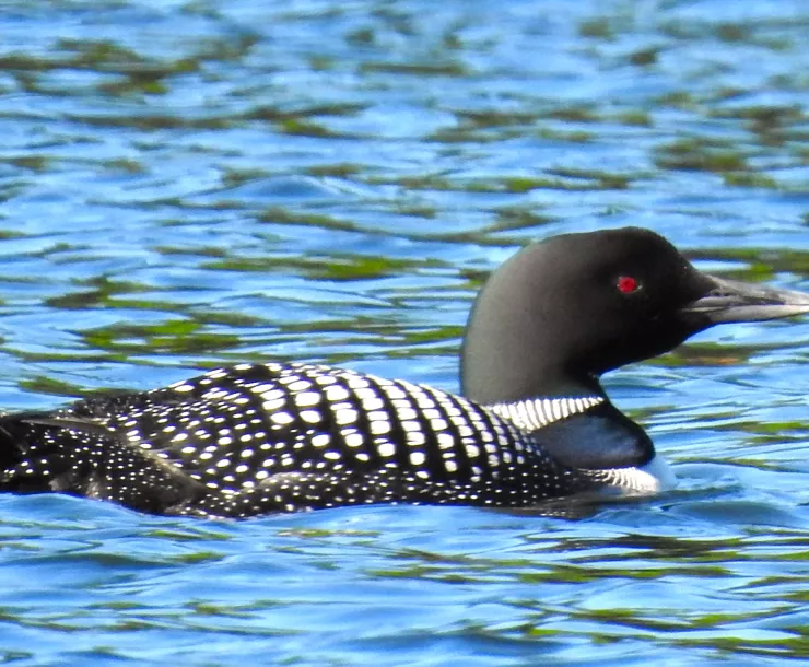 Loon on Water