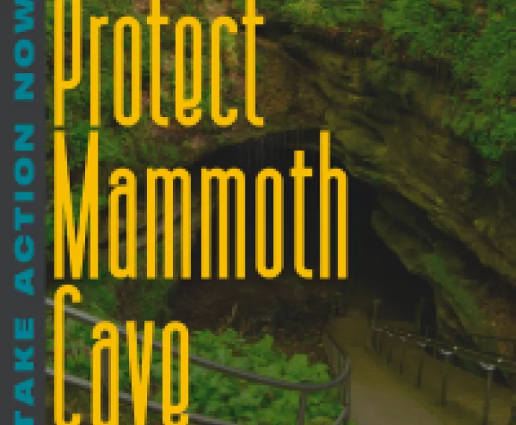 The historic entrance to Mammoth Cave - stairs descending into the cave with green foliage surrounding.  Yellow letters across the image read Protect Mammoth Cave. Blue letters running vertically on the right side of the image read, "Take Action Now"  