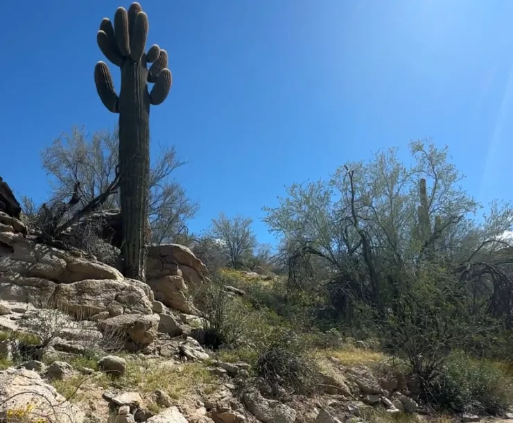 South Mountain Park - a giant saguaro cactus growing out of a rocky landscape