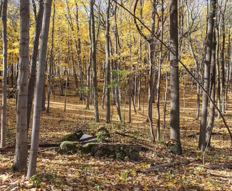 Mangan Woods with fall colors 