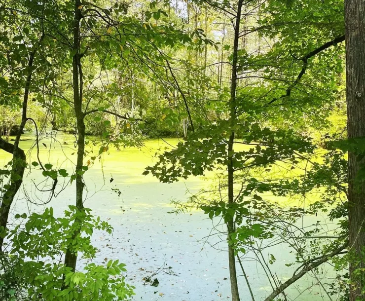 Looking through trees at water in a brilliant green wetlands landscape on Lumbee land near Pembroke, NC. Image by Christopher Locklear.