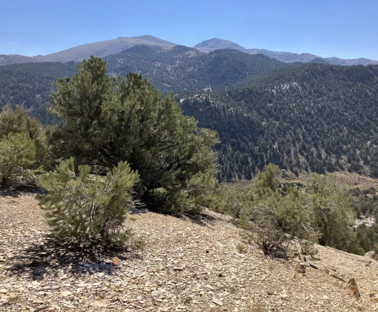 photo of view of the Brawley Peaks from the north