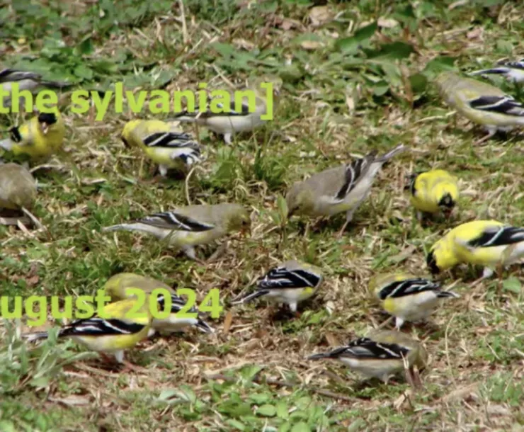 Male and female goldfinches in the grass.