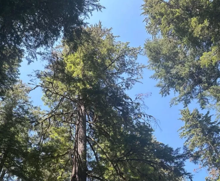 Looking up through conifers at a bright blue sky