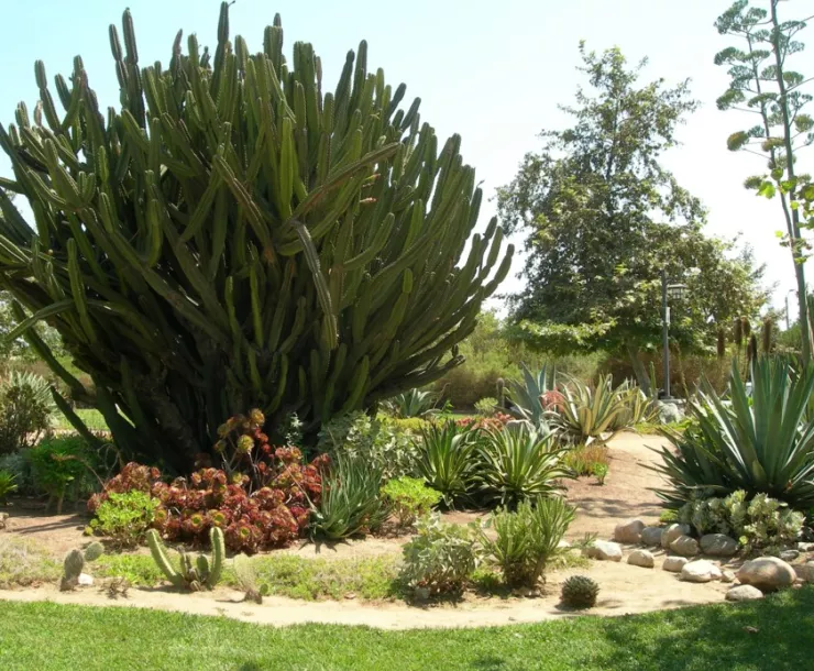 Hawkins cactus garden