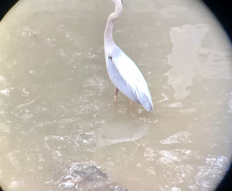 A zoomed in photo of a heron, which is mostly white save for a blueish tint on the wings, a black patch above an eye, and a light orange beak. The heron is stood in shallow water.