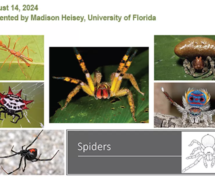 Spiders Presentation Thumbnail