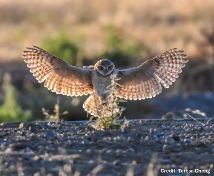 Burrowing owl