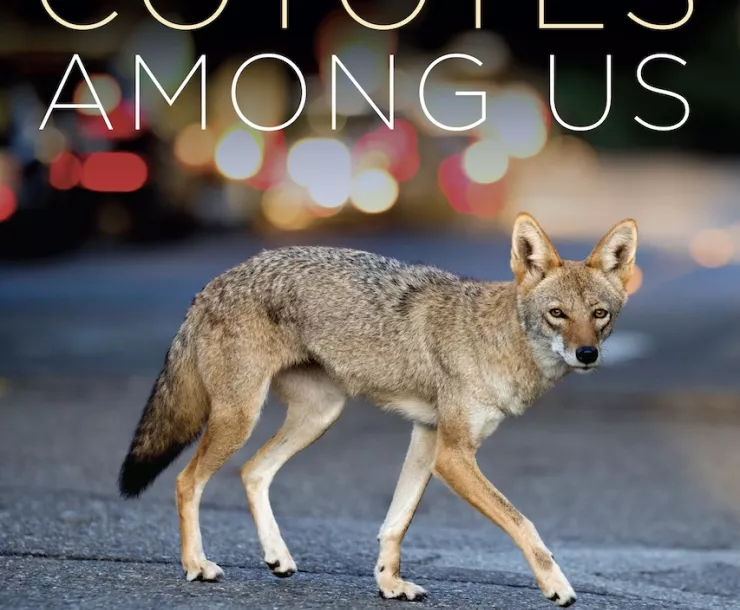 Coyotes Among Us