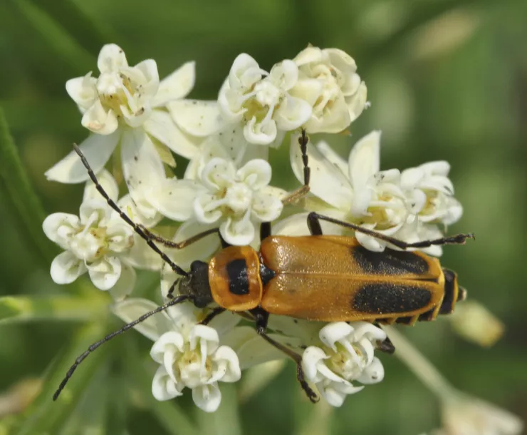 Chauliognathus pensylvanicus  (Goldenrod Soldier Beetle) on whorled milkweed. Photo credit: Bob Suchanek