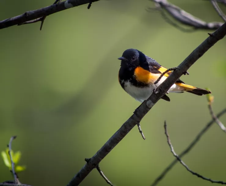 Male American Redstart perched on a branch. Photo credit: Steve Ring