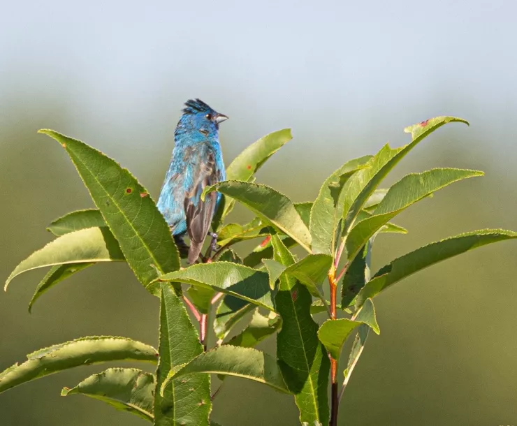 ont indigo bunting at Assunpink