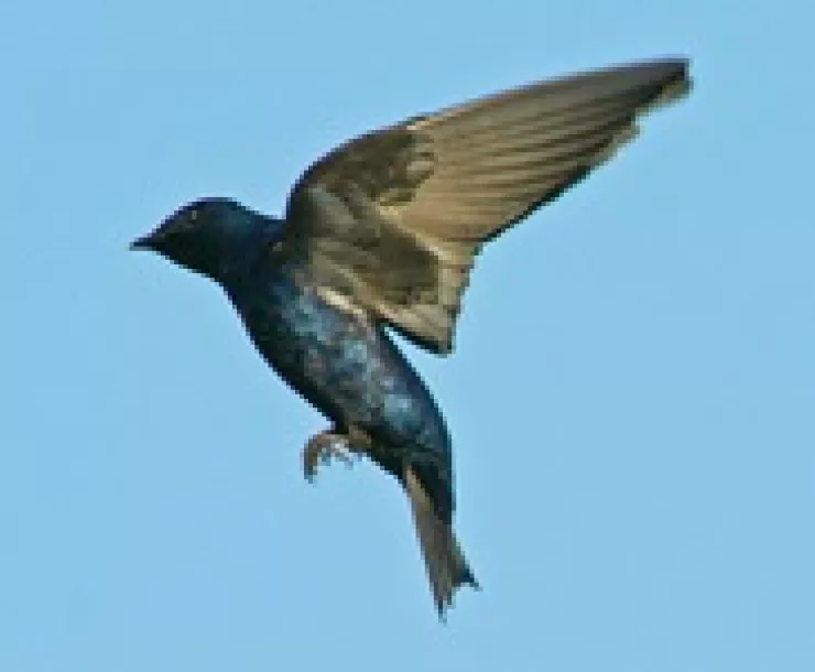 Purple Martin