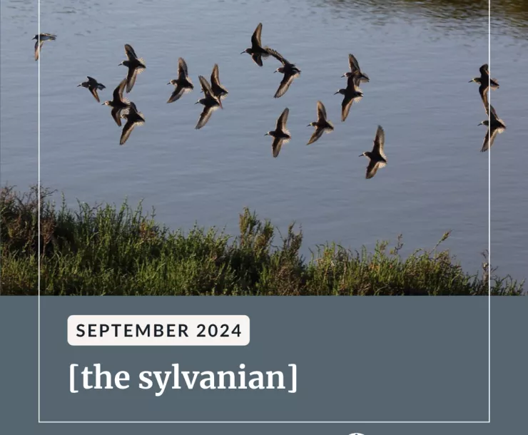 A flock of birds against a body of water. Below a blue-gray background highlights white text, "September 2024 [the sylvanian] Read the full issue at bit.ly/32hcpom".