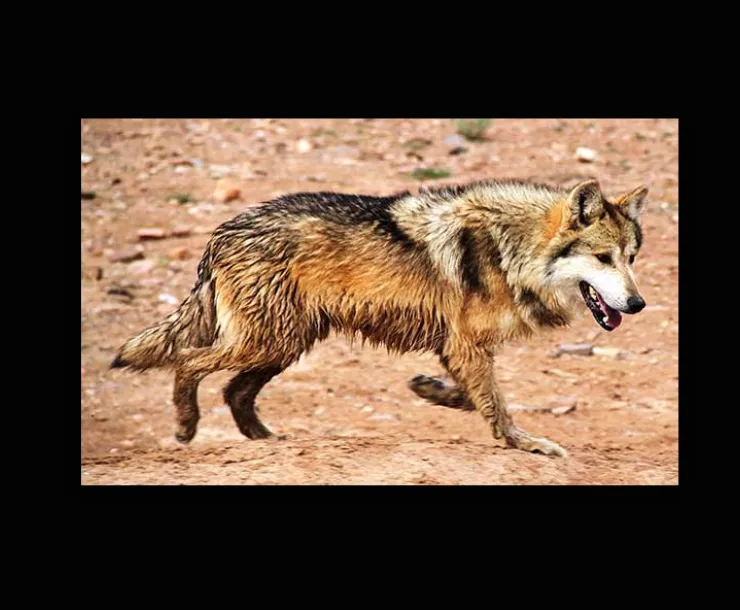 Side view Image of Wolf trotting