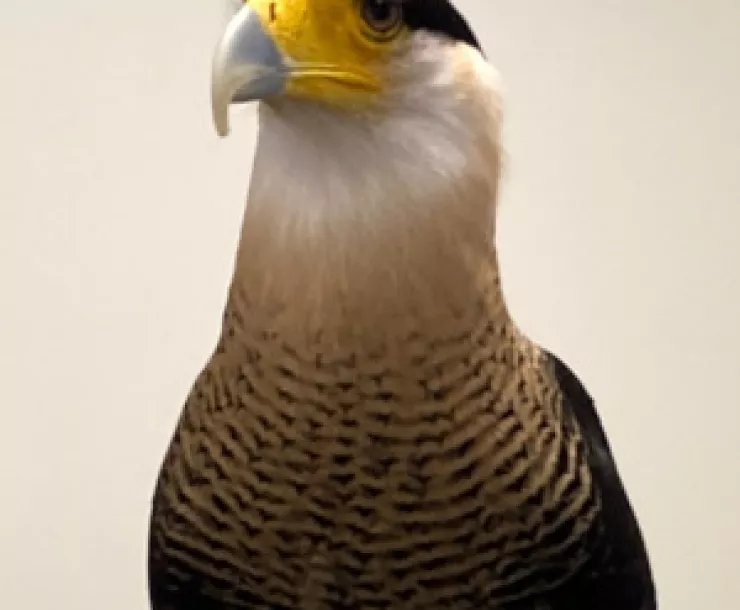 Caracara - scaled