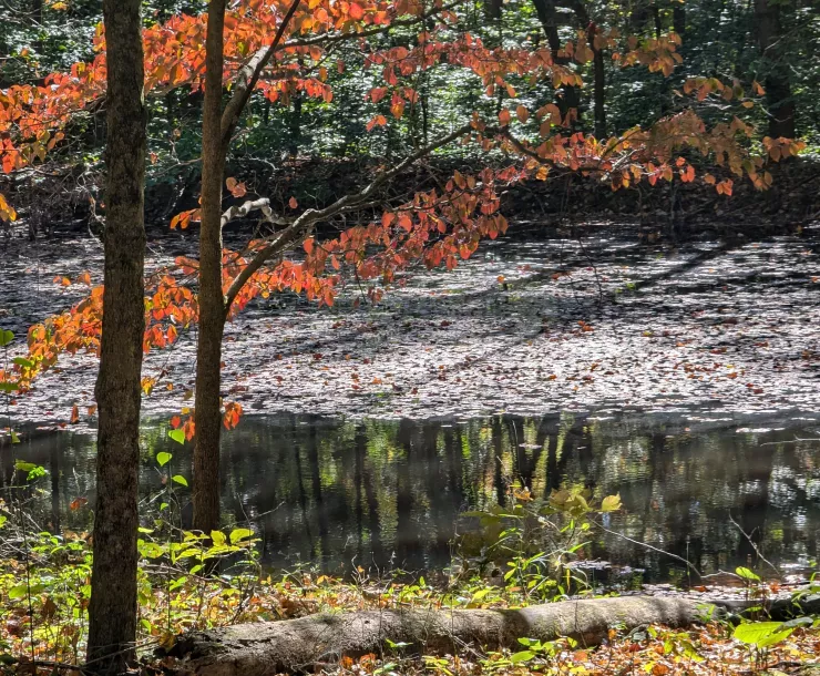 A wetland area in a forest. The leaves on the trees are orange and green, and the smatterings of grass around the wetland area is green.