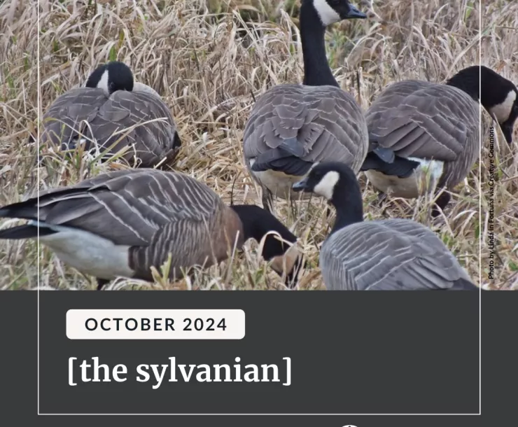 A flock of Canadian geese in tall dry grass.