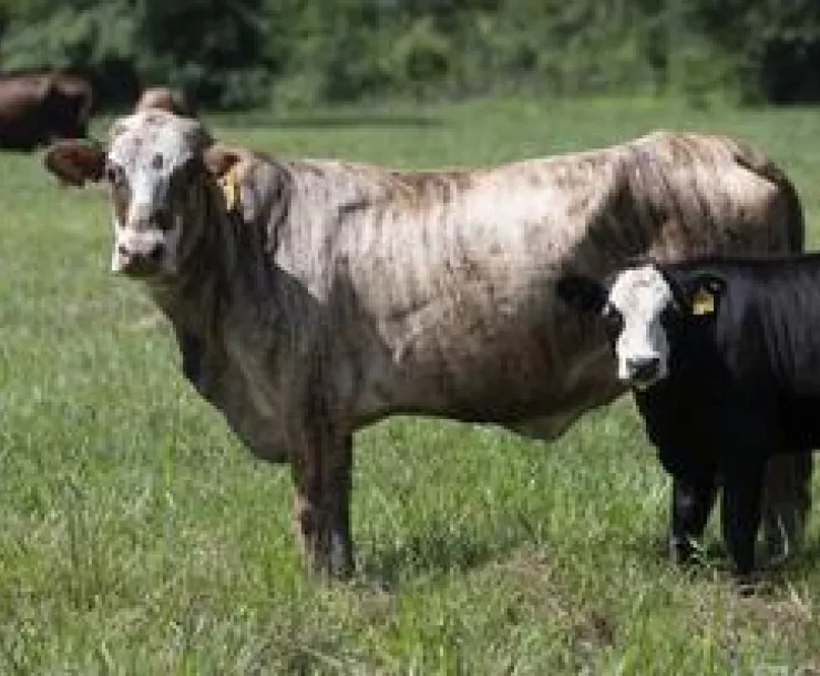 Cattle in farmland