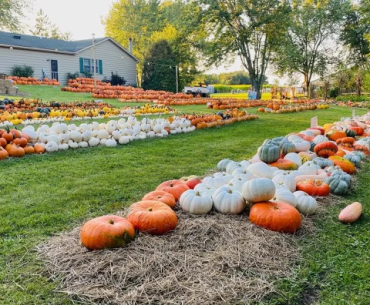 Fall Maze and Pumpkins