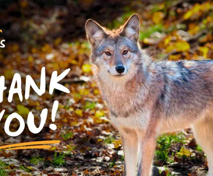 Thank You Wolf Awareness Week