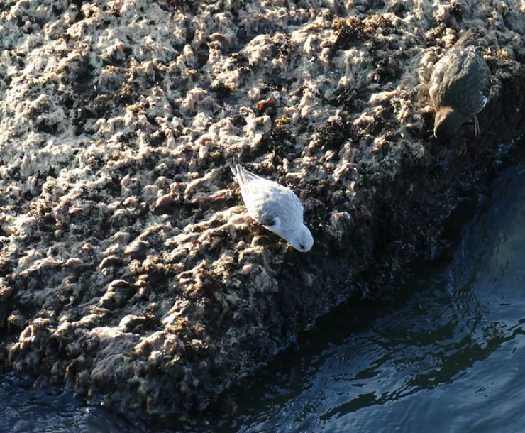 Bird on the rocks