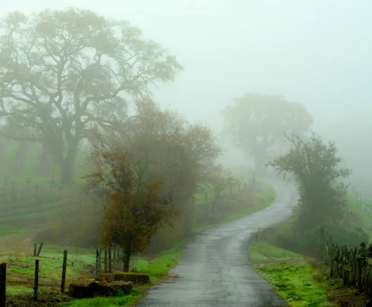 misty forest