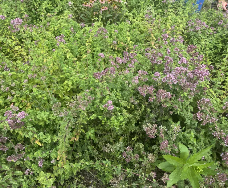 ‭ Flowering oregano bushes at Mack Park Farm (Salem, MA).