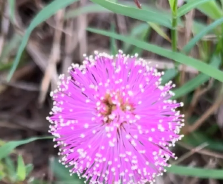 Sensitive plant flower