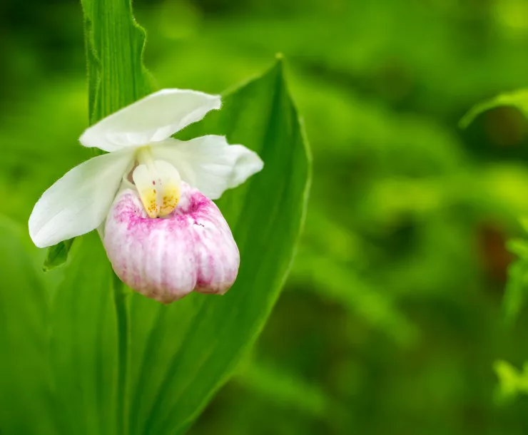 Lady Slipper