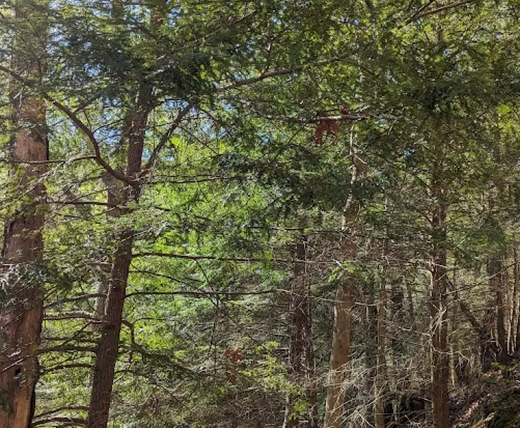 A thicket of tall trees with green leaves and brown trunks. The ground has brown leaves and pine needles. It is a sunny day.