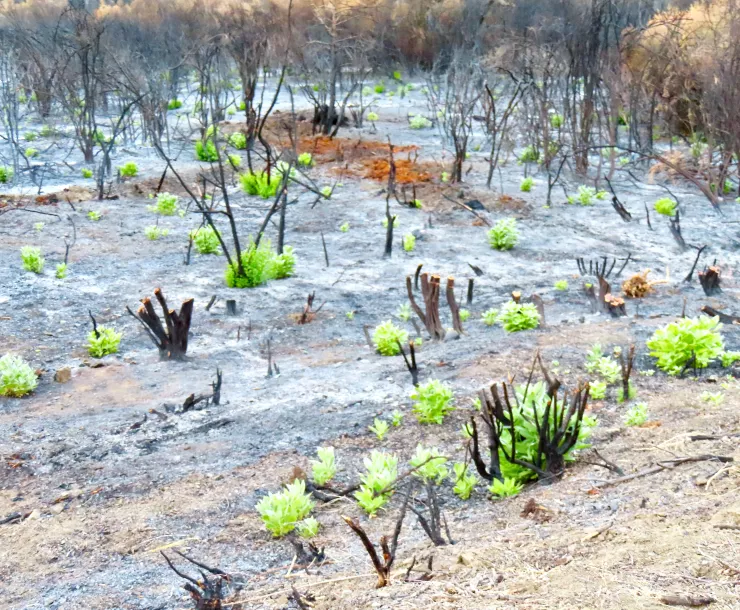 Regenerating Chaparral plants near Davy Brown Camp. Photo by Dan McCaslin